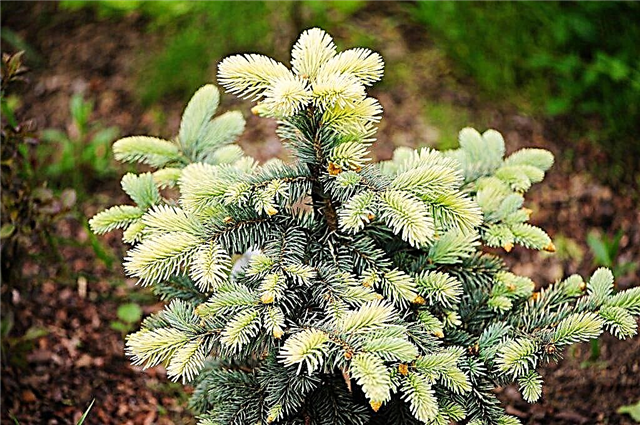 Colorado gran Belobok är en unik växt med en ovanlig färg på nålar
