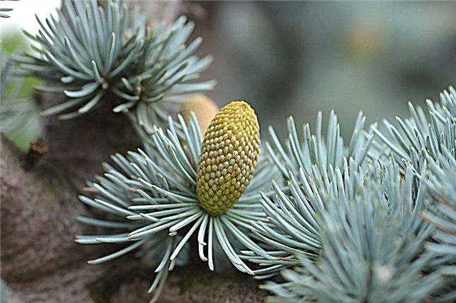 Kenmerken van de Atlas-ceder - een warmteminnende plant met een originele kroon