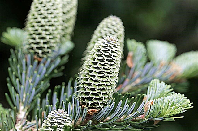 Fraser fir - features of cultivation