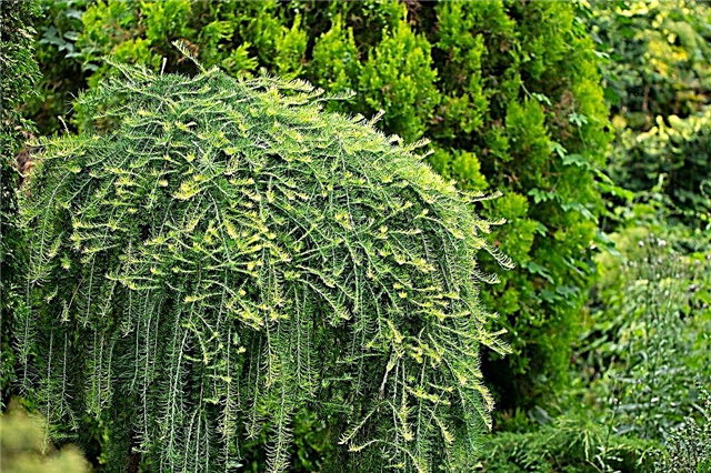 Weeping larch on a trunk: how to grow in your own garden