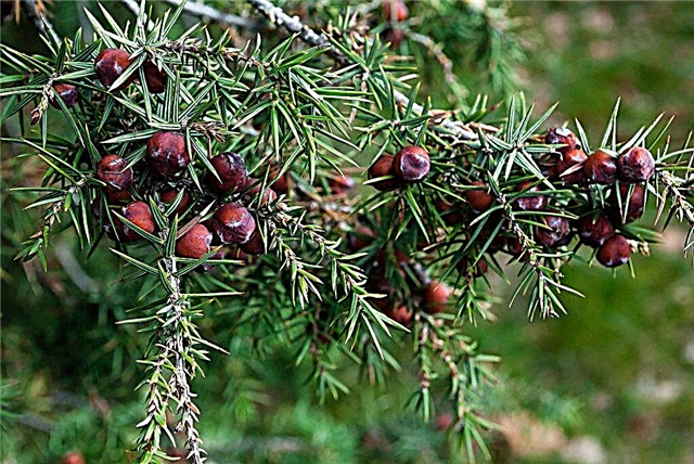 Cây bách xù Crimean là một cây tuyệt đẹp cho các khu vườn phía Nam
