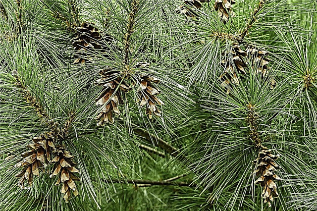 Weymouth pine - pokok konifer yang subur