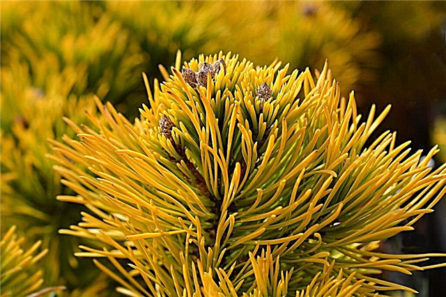 Mountain pine Winter Gold - a special plant on the site