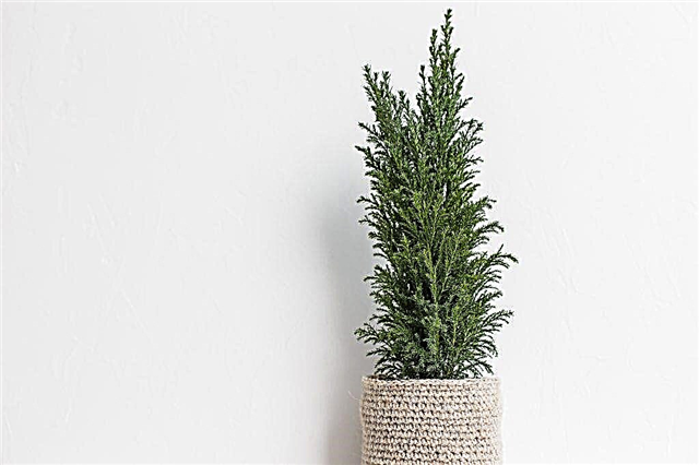 Elwoodi cypress - como cuidar adequadamente de uma planta