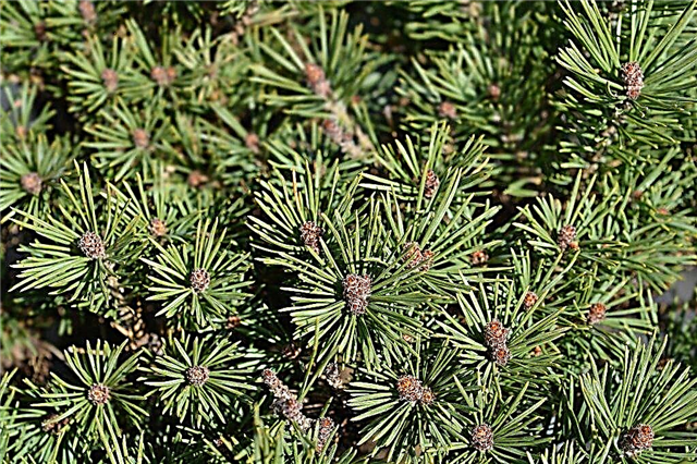 Pinus Scots Vatereri: ciri-ciri varieti tanaman