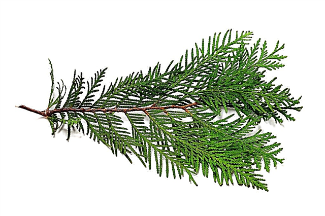 How to propagate thuja: the simplest and most effective ways