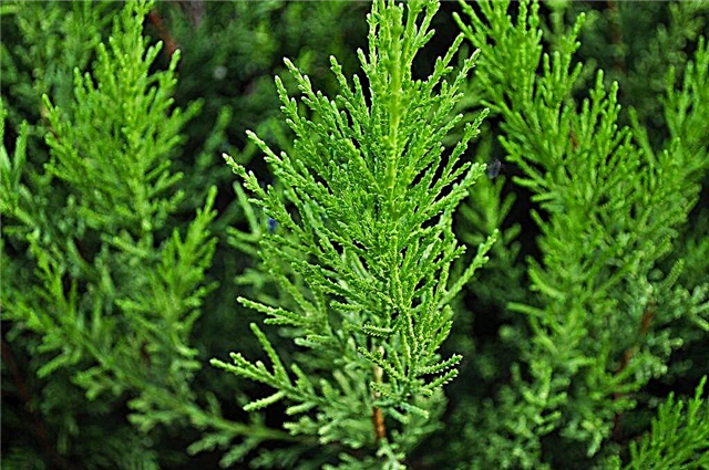 What top dressing is suitable for juniper