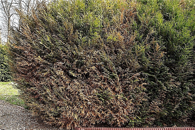 Why did thuja turn yellow after winter and what to do about it
