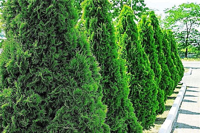 How to choose a top dressing for the rapid growth of thuja