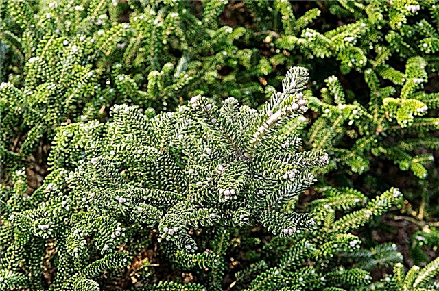 Balsam fir - ไม้พุ่มประดับจาก subtropics