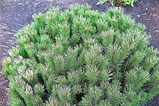 Mountain pine Pug: hvordan man plejer en nåletræ