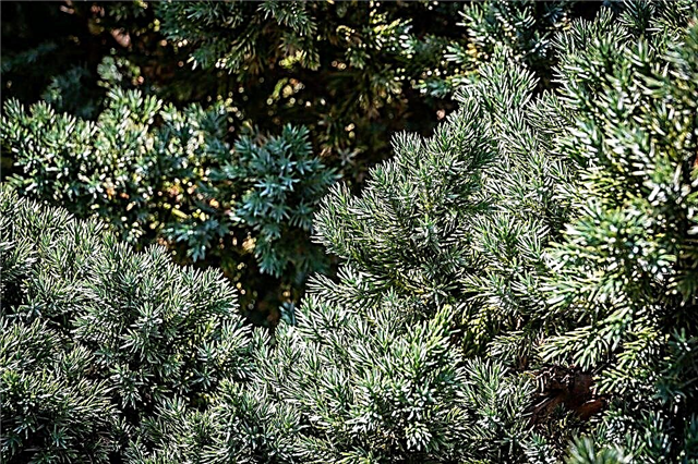Juniper Meyeri: how to grow in the country