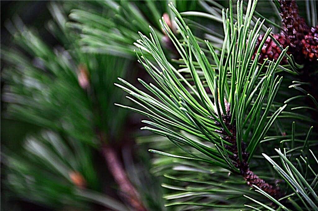 Pine Silvercrest: description de la plante et entretien