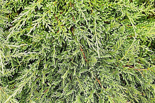 Juniper Prince of Wales - how to grow and care