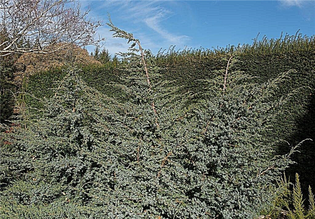 Juniper Blue Alps - a sprawling ephedra from China