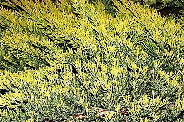 Kadiķu zelta paklājs - zeltainas krāsas ložņājošs skujkoku augs