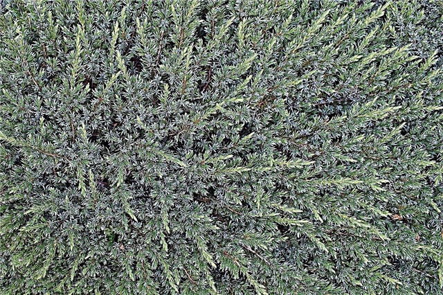 Juniper Blue Carpet: en opretentiös buske med en ovanlig färg på nålar