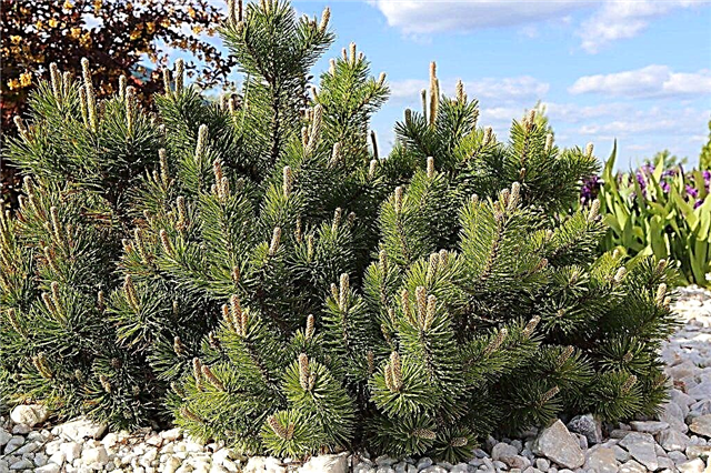 Mountain pine Pumilio - description, planting and care rules