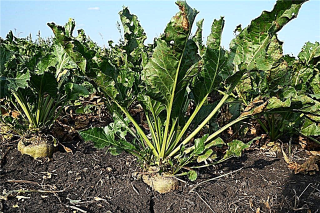 Sugar beet harvesting rules 2019