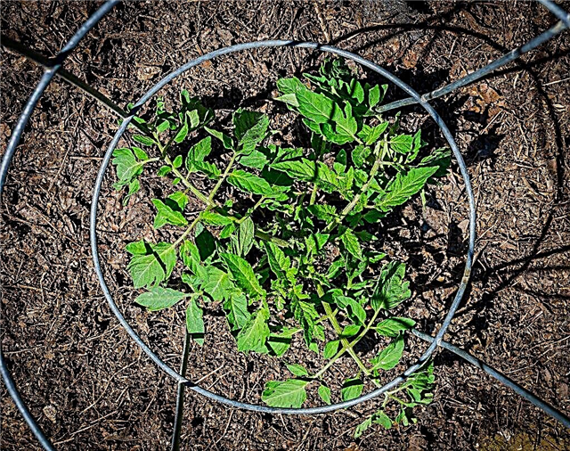 Regras para plantar tomates para mudas em 2019