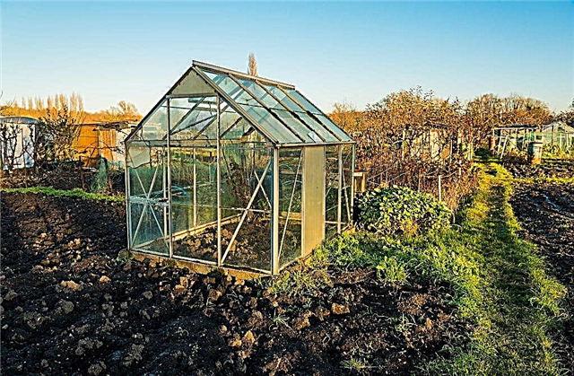 Membangun rumah kaca untuk tomat