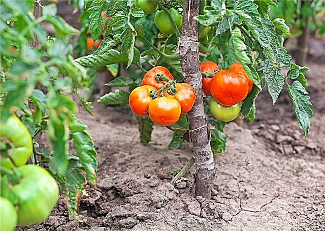 The most common problems with tomatoes
