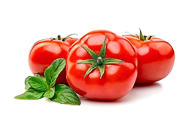 Como você pode manter os tomates frescos