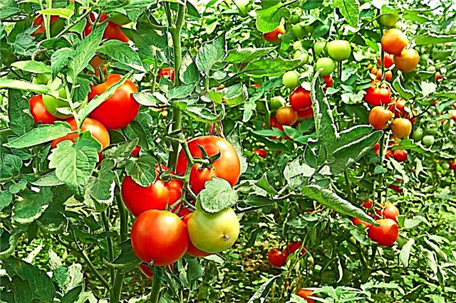 Wie und wie man die Reifung von Tomaten beschleunigt