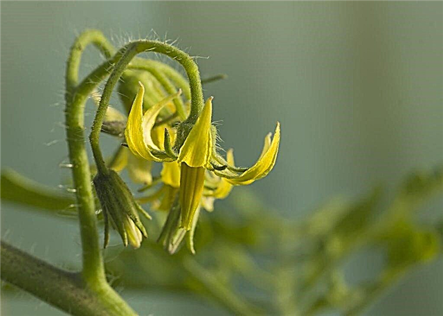 Double flowers on tomatoes