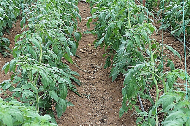 Comment choisir le sol pour les tomates