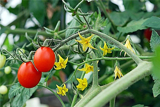 Rules for processing tomatoes in the open field
