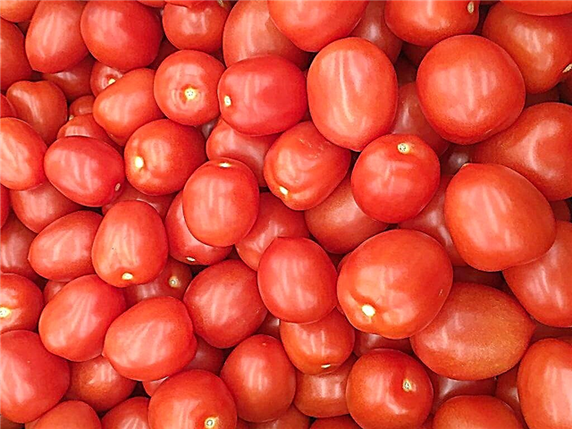ما هي الفيتامينات الموجودة في الطماطم؟