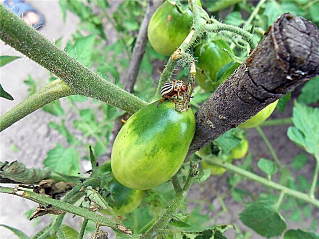 Comment lutter contre le doryphore de la pomme de terre sur les tomates