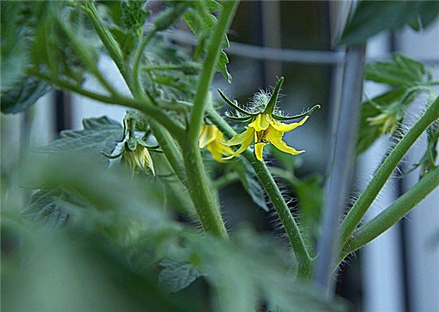 ¿Por qué se forman flores estériles sobre tomates en un invernadero?