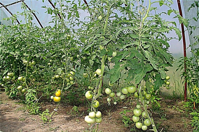 Anbau von Tomaten in einem Gewächshaus