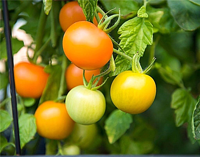 Möglichkeiten, die Reifung von Tomaten in einem Gewächshaus zu beschleunigen