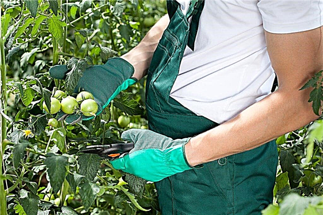Rules for pruning tomatoes in a greenhouse