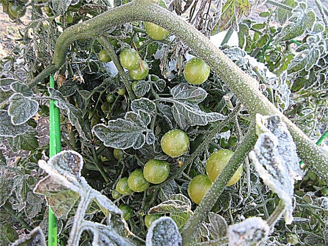What to do if tomatoes are frozen