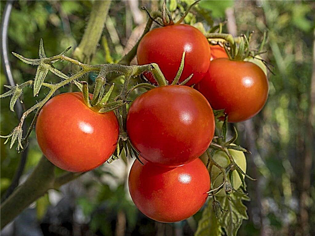 Tomaattilajikkeen Polbig kuvaus