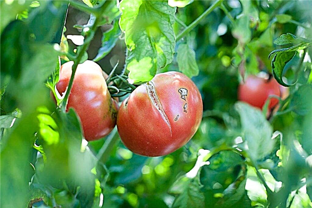 Why do tomatoes crack on a bush in a greenhouse