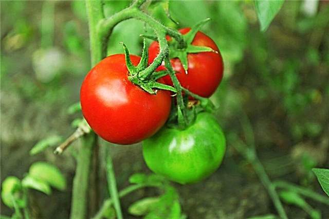 Egenskaper av variationen av tomater Richie