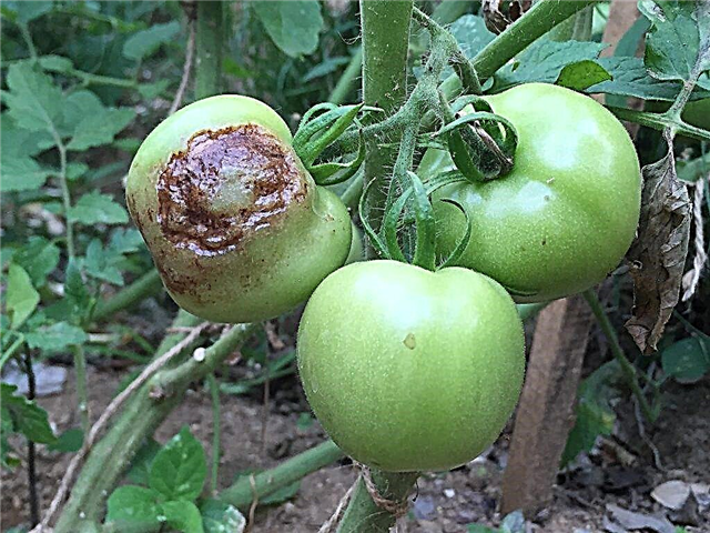 Pourquoi les tomates noircissent-elles sur un buisson