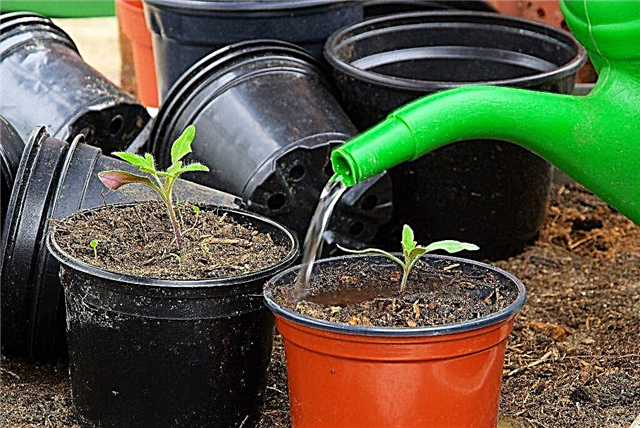 Watering rules for tomatoes