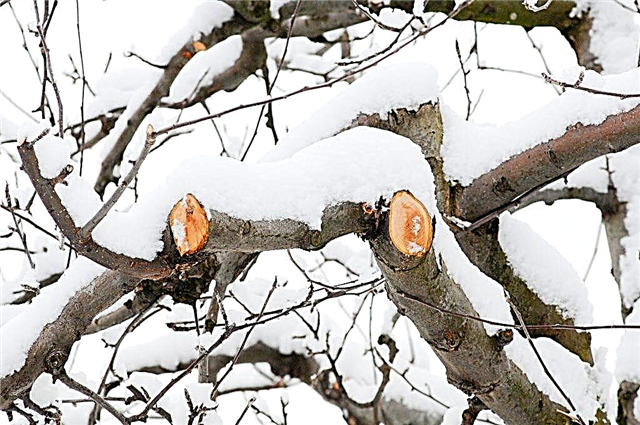 قواعد تشذيب أشجار التفاح في الشتاء