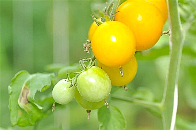 Varieti tomato terbaik untuk 2019