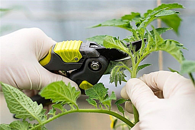 Tehnologia de ciupire a tomatelor