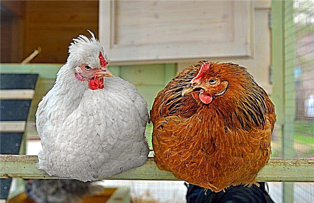 Hühnerstall zum Selbermachen - einfache Anleitung