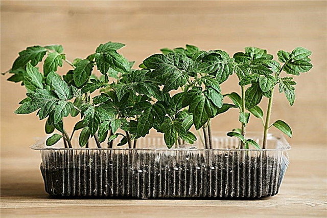 Caring for tomato seedlings at home