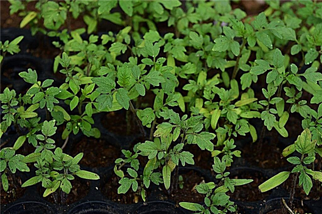 How to stimulate the growth of tomato seedlings