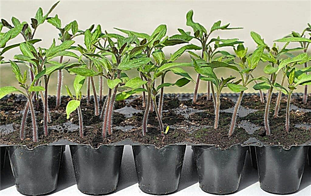 Plantar y cultivar plántulas de tomate.